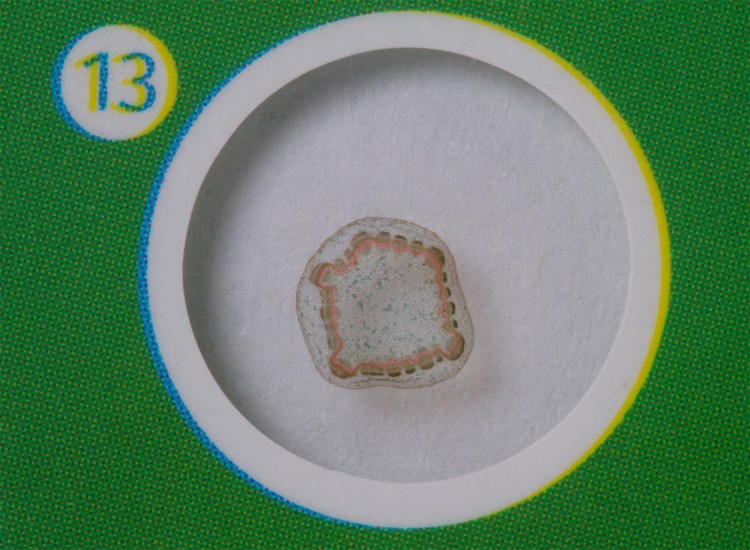 Zestaw preparatów roślinnych Levenhuk LabZZ P12-1468154