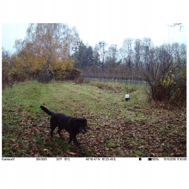 BL480L-P Fotopułapka - widok. 2jpg.jpg