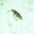 Odwrócony mikroskop biologiczny MAGUS Bio V300-1771393