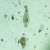 Odwrócony mikroskop biologiczny MAGUS Bio V300-1771394