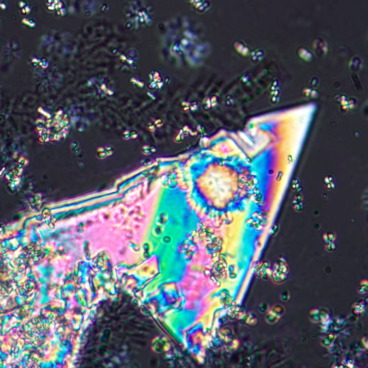 Mikroskop polaryzacyjny MAGUS Pol 800-1771404