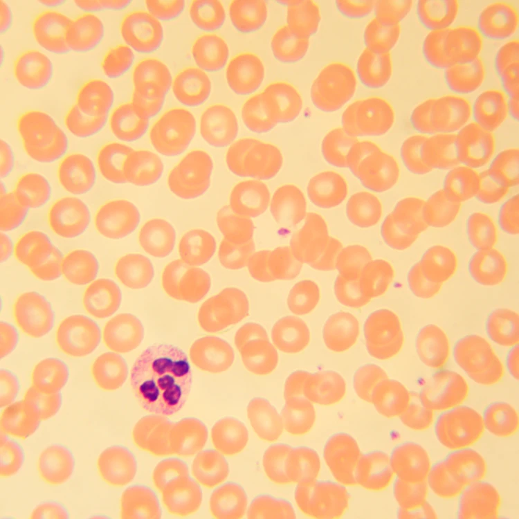 Mikroskop biologiczny ?yfrowy MAGUS Bio D230T-1771413