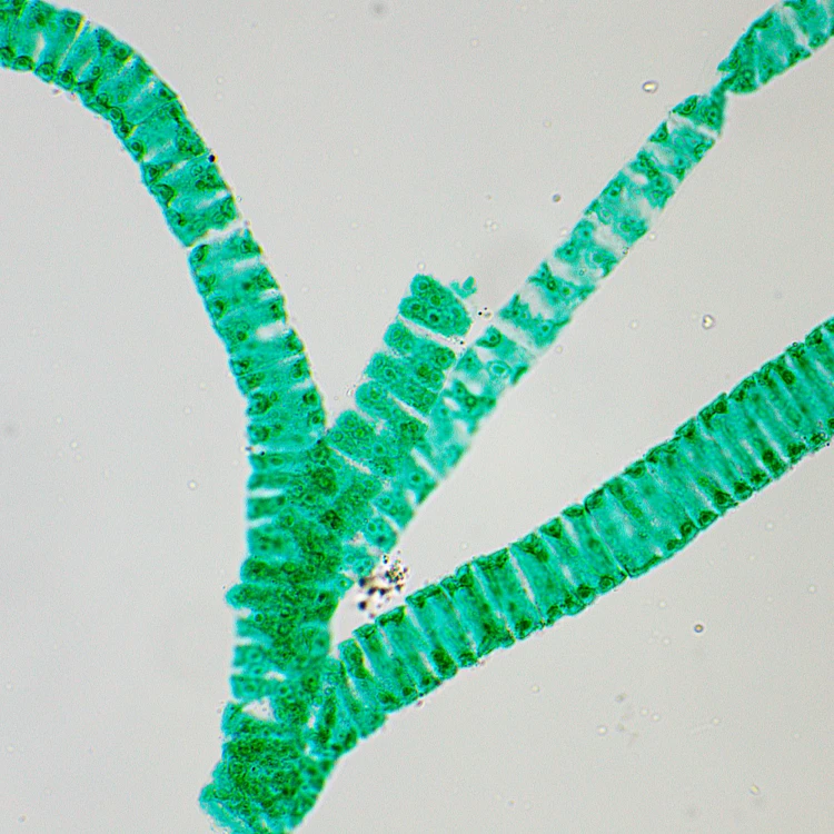 Mikroskop biologiczny cyfrowy MAGUS Bio D250T LCD-1771429