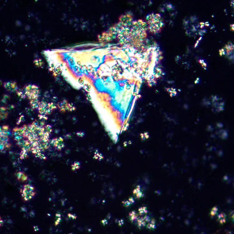 Mikroskop polaryzacyjny cyfrowy MAGUS Pol D850-1771518
