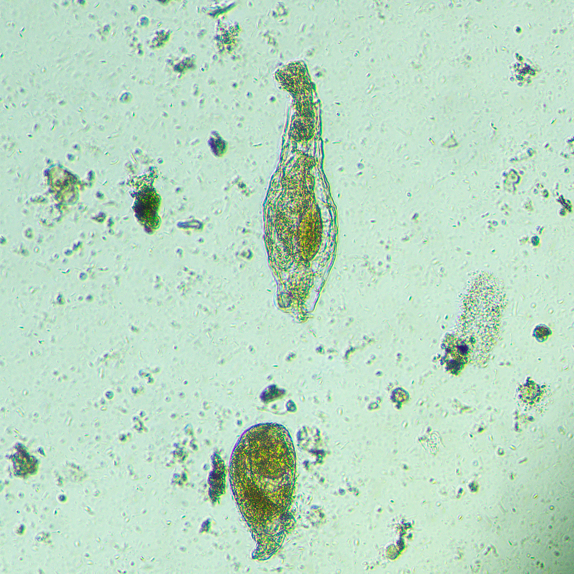 Odwrócony mikroskop biologiczny MAGUS Bio V300-1771394