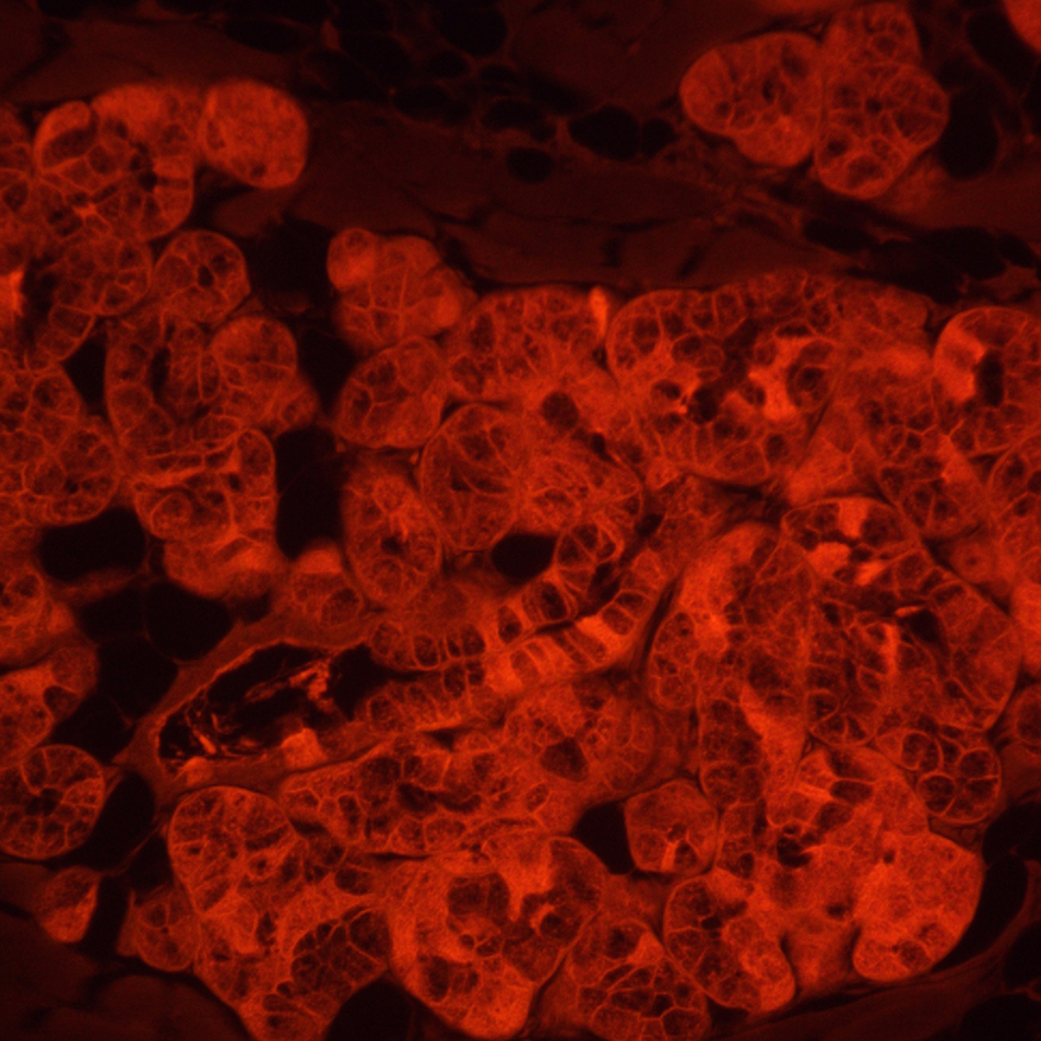 Odwrócony mikroskop fluorescencyjny cyfrowy MAGUS Lum VD500L-1791439
