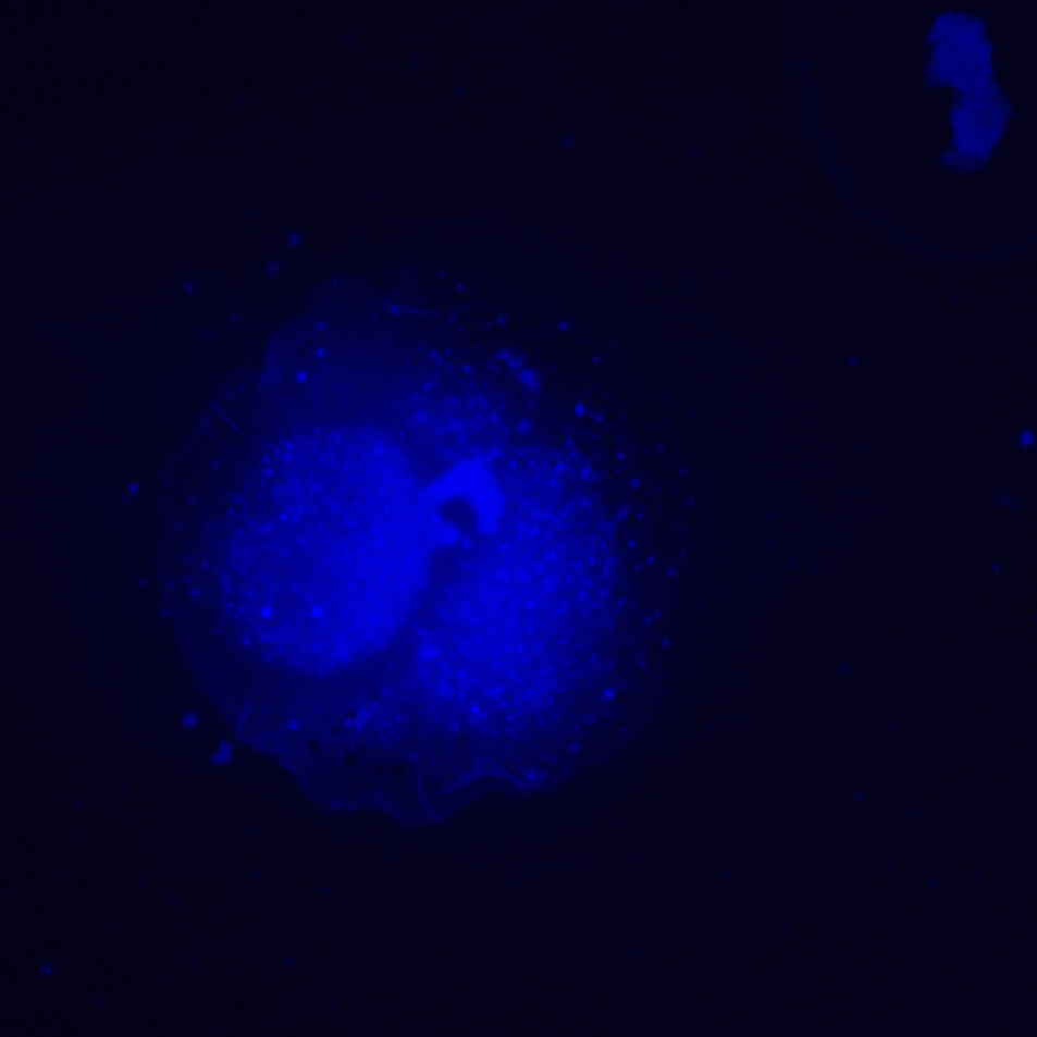 Odwrócony mikroskop fluorescencyjny cyfrowy MAGUS Lum VD500L-1791440